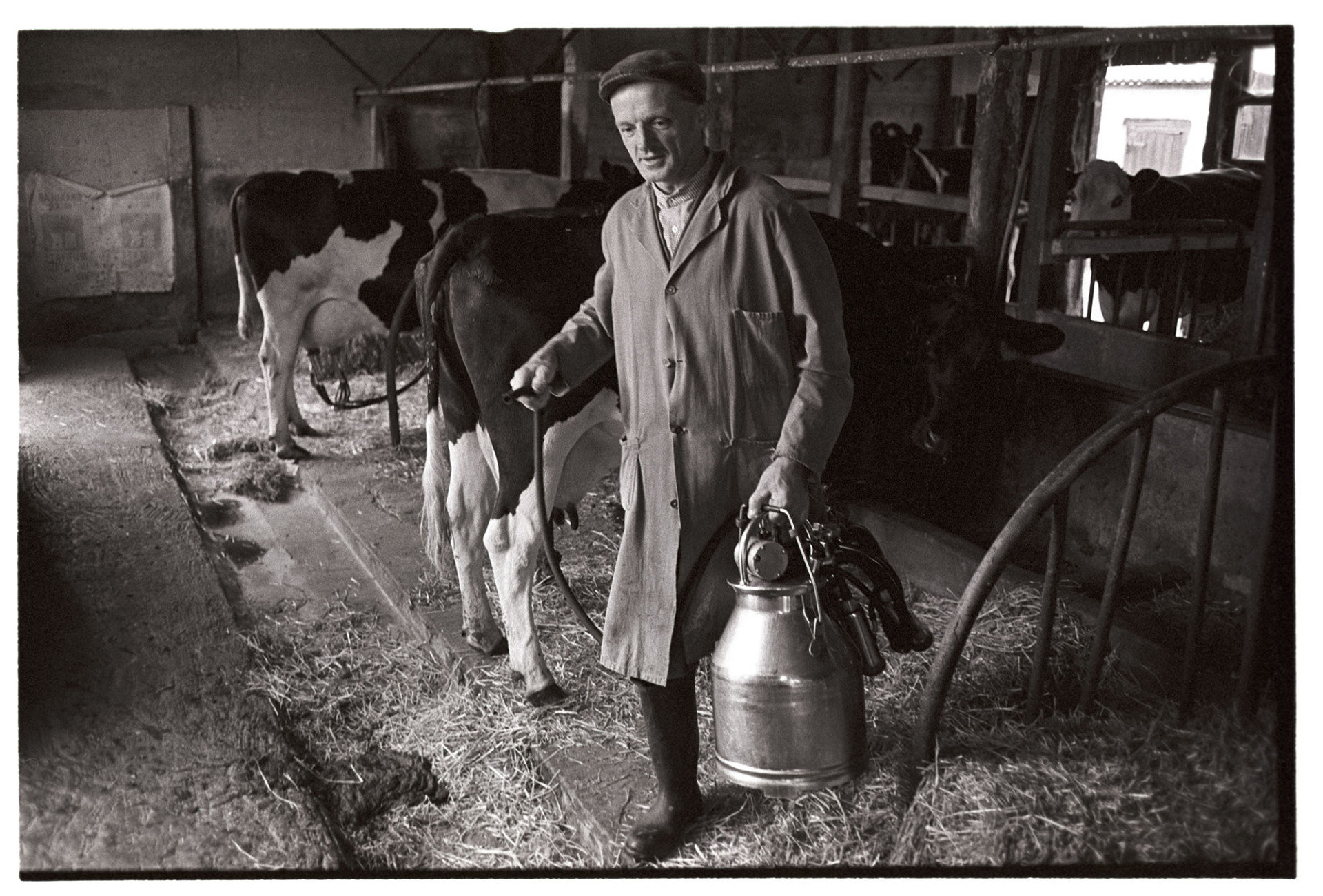Farmer with milking machine in parlour. 
[Ken Adams carrying a milking machine in a dairy parlour at South Worden, Shebbear. Cows are being milked in the background.]