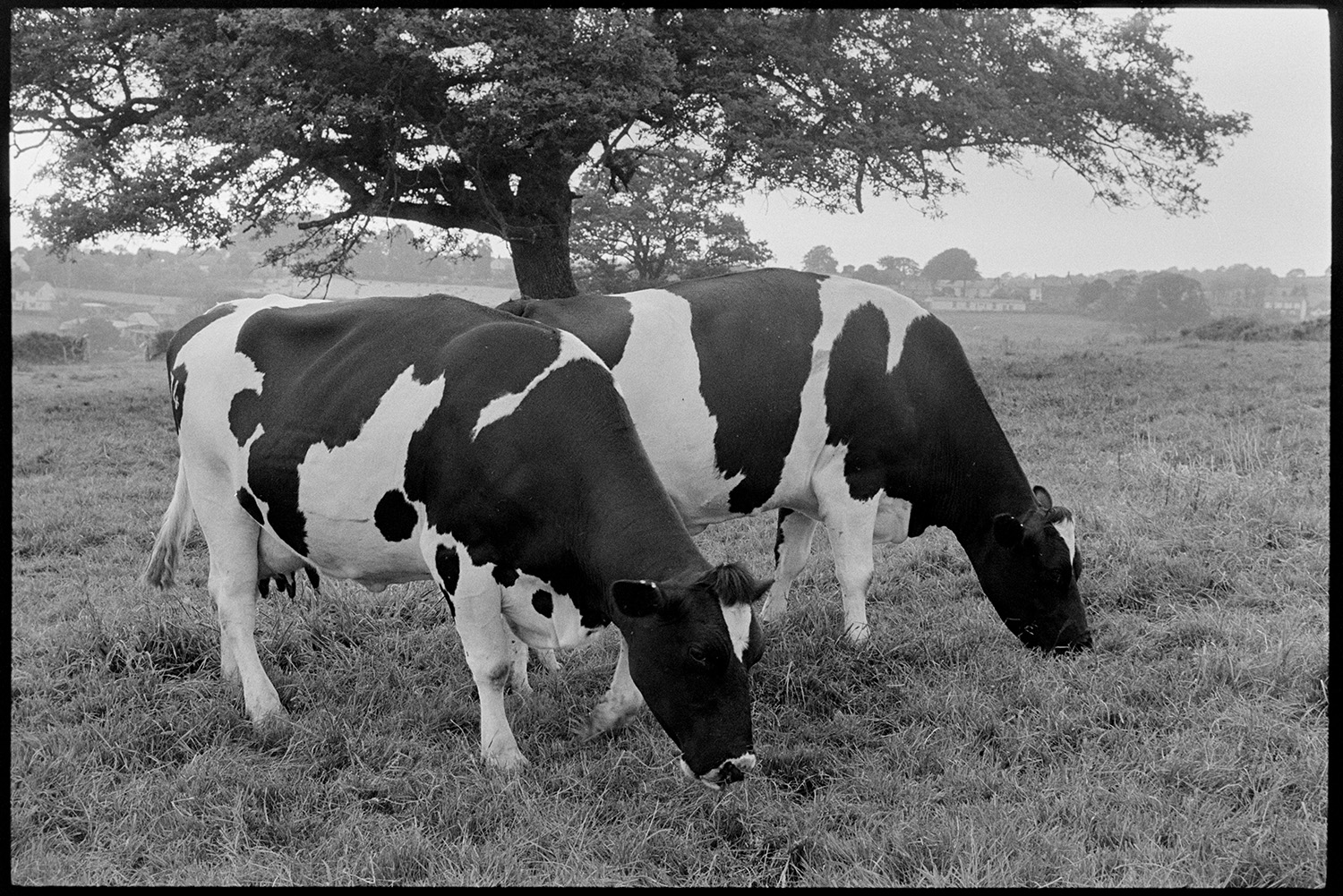 Cows in field with oak tree. 
[Two cows grazing in a field by an oak tree at Cleave, Dolton.]