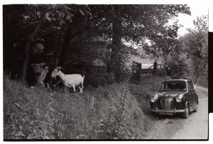 Jo Curzon feeding her goat by James Ravilious