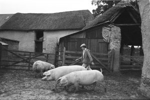 Moving pigs at Westacott by James Ravilious