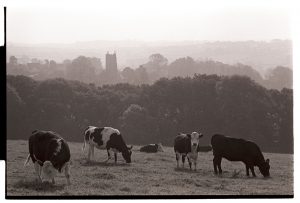 View towards Iddesleigh with cattle by James Ravilious