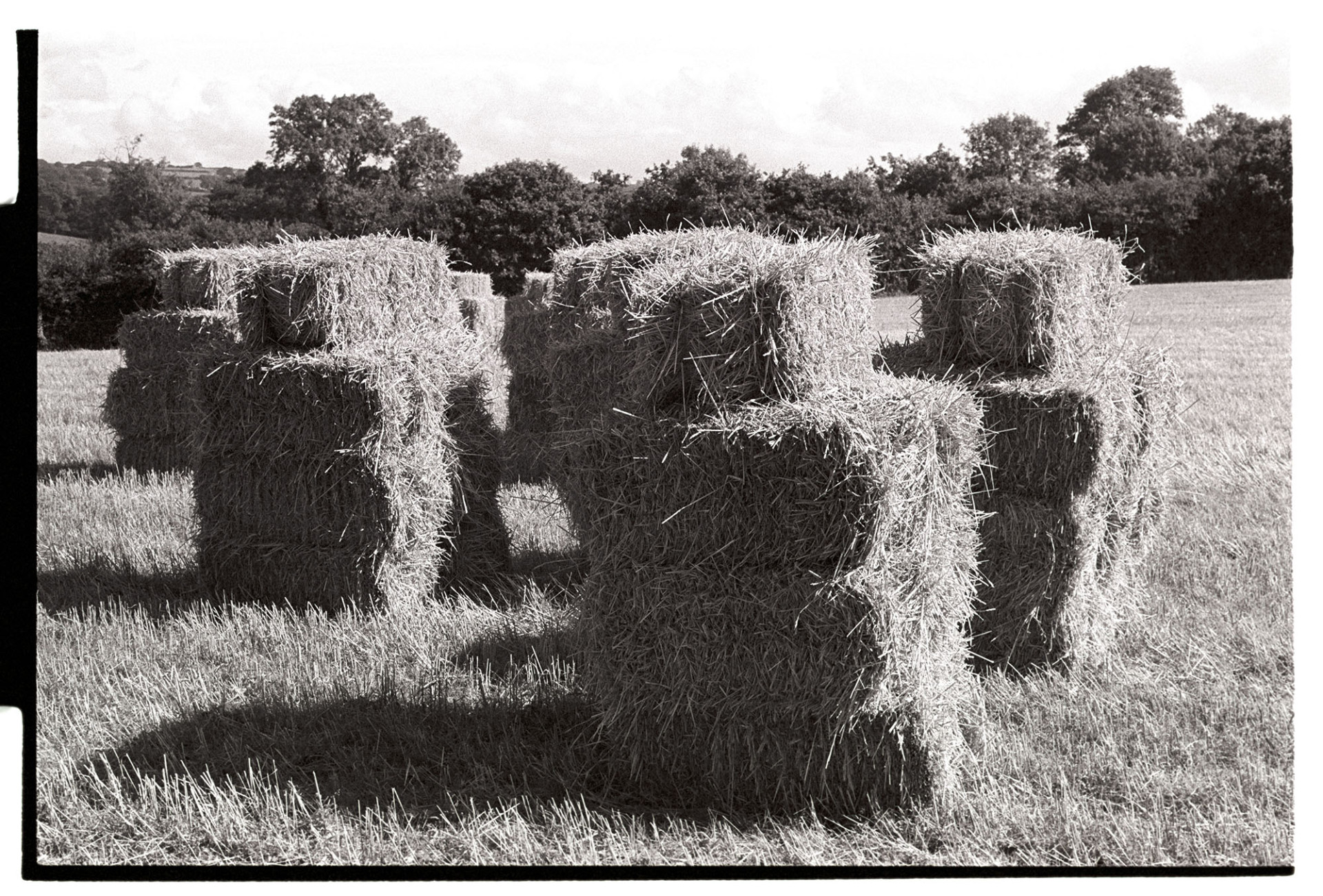 Hay bales stacked in field. 
[Hay bales stacked in a field at Lower Langham, Dolton.]
