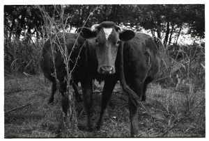Cow with large suckling calves in a wood by James Ravilious