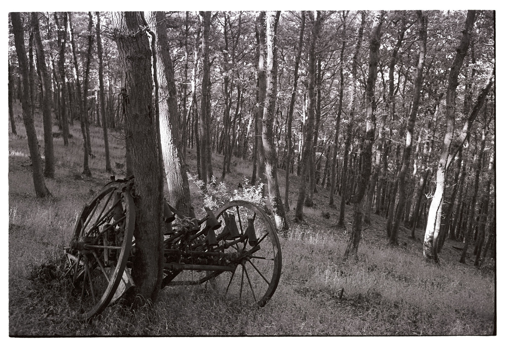 Abandoned seed drill in wood oak plantation. 
[An old seed drill by a tree trunk in a oak tree plantation at Brealey Wood, Beaford.]