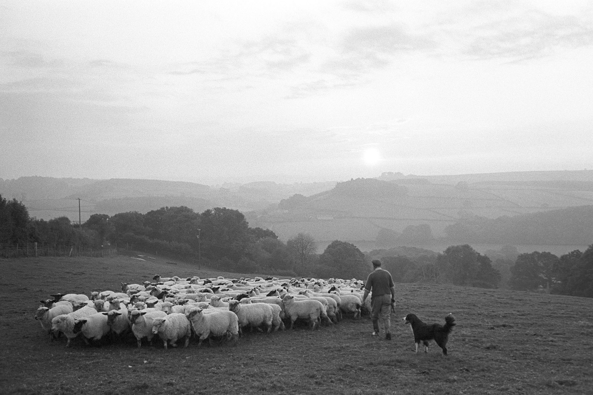 Farmer, shepherd rounding up flock of sheep with dog, evening landscape. <br />
[George Ayre rounding up sheep with a dog, in the evening sunset at Ashwell, Dolton. A hilly landscape is visible in the background, with trees and fields below the setting sun.]