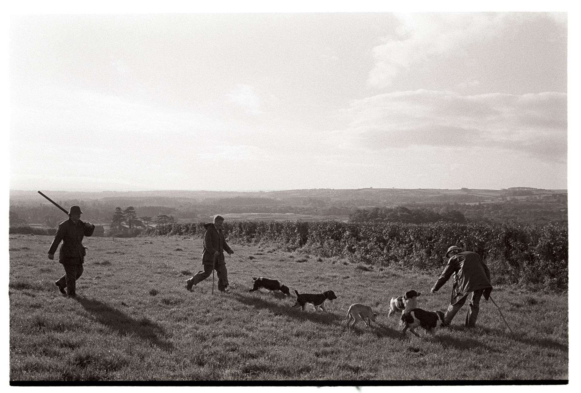 Shooting party setting out beaters with dogs, gun. 
[A shooting party setting out across a field at Huish, Merton. Two beaters are with five dogs and another man is carrying a shotgun.]