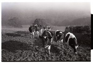 Cows at Balls Farm by James Ravilious