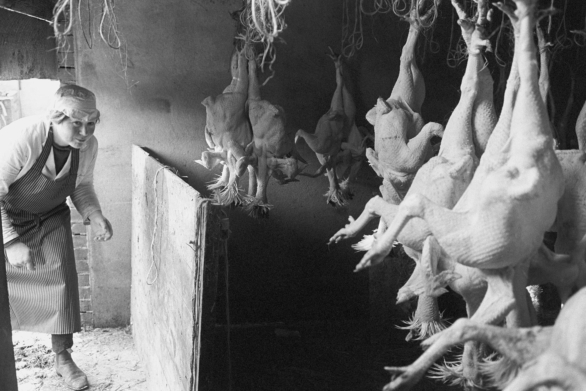 Woman entering shed with hanging turkeys. 
[A woman walking into a shed near Hatherleigh, with plucked turkeys hung up for Christmas.]