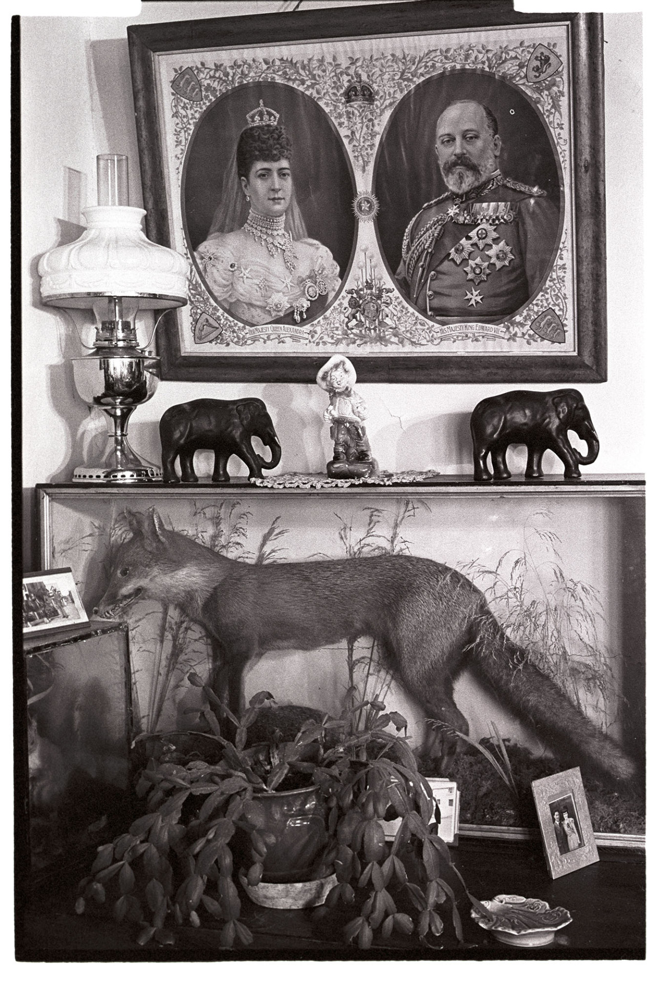 Interior with stuffed fox, lamp and Royal portrait, ornaments. 
[A display with a stuffed fox, elephant ornaments, pot plant, lamp and picture of King Edward VII and Queen Alexandra in the parlour at Deckport Farm, Hatherleigh.]