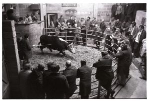 Cattle auction by James Ravilious