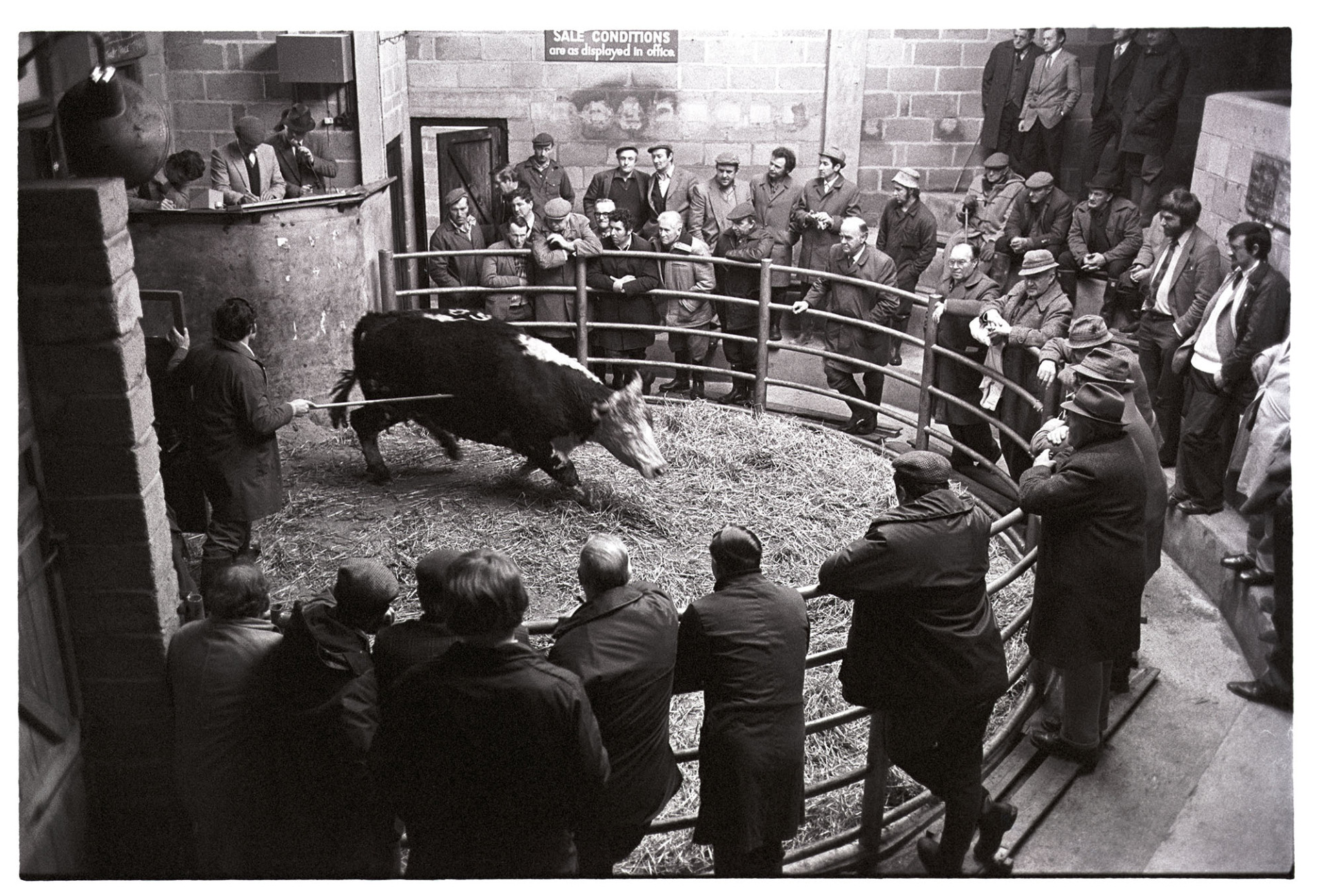 Cattle being auctioned in ring at market, auctioneer. 
[Men watching a cow be auctioned in the ring at Hatherleigh Market. The auctioneer is looking over the ring.]