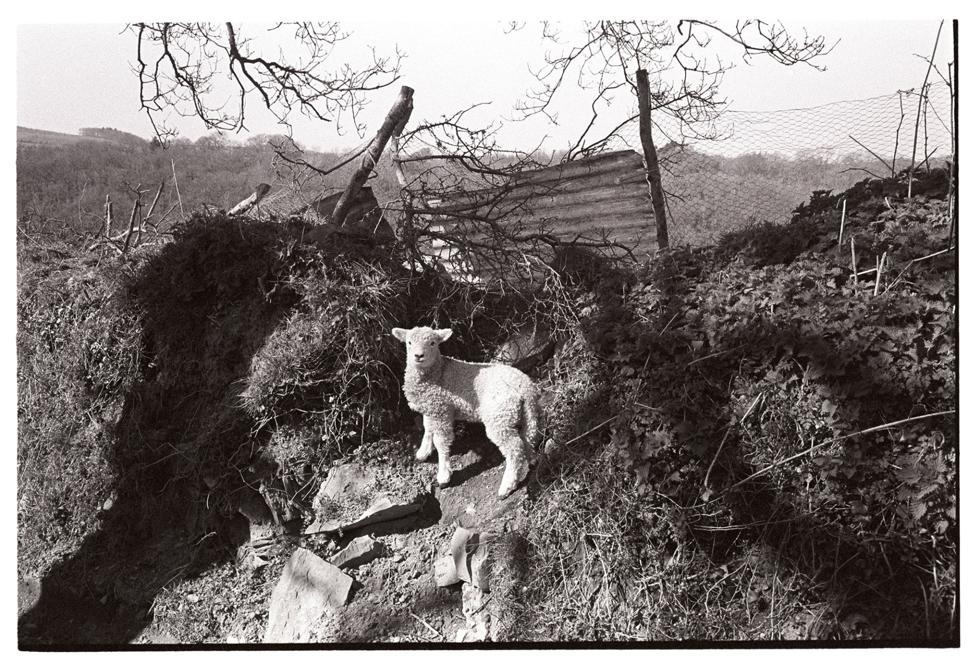 Lamb on hedge bank in sunlight. 
[A lamb on a hedgebank by a small sheet of corrugated iron and wire fence, at Langham, Dolton.]