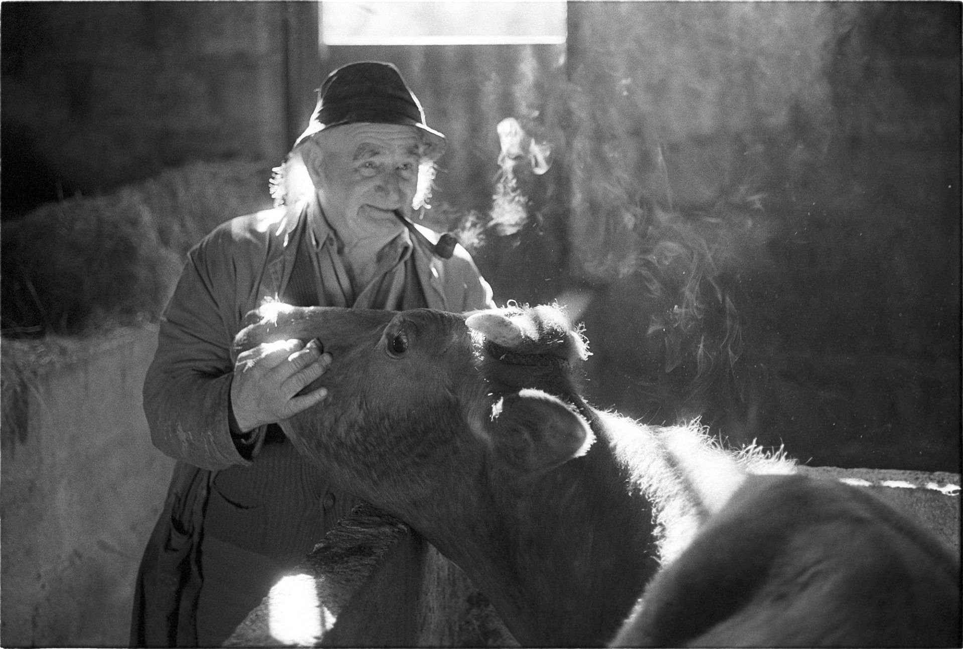 Farmer in sunlit shed with cow smoking pipe, no, the farmer not the cow, silly! 
[Archie Parkhouse stroking his cow in a barn at Millhams, Dolton. He is smoking a pipe and the smoke is visible in the sunlight coming in through the gap above the barn doorway.]