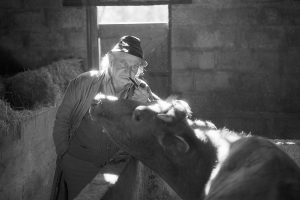 Archie Parkhouse and his cow by James Ravilious