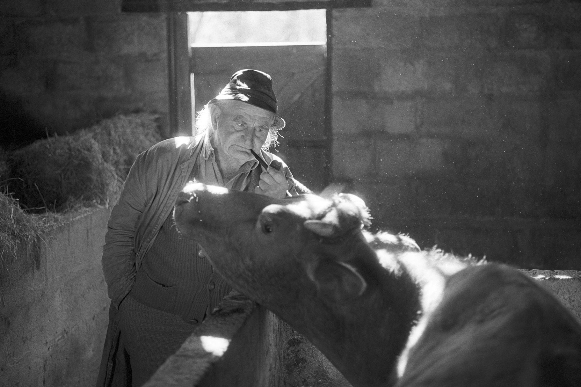Farmer in sunlit shed with cow, smoking pipe, no, the farmer not the cow, silly! 
[Archie Parkhouse looking at his cow in a shed at Millhams, Dolton. He is smoking a pipe and is lit by sunlight coming in through the gap above the barn door.]