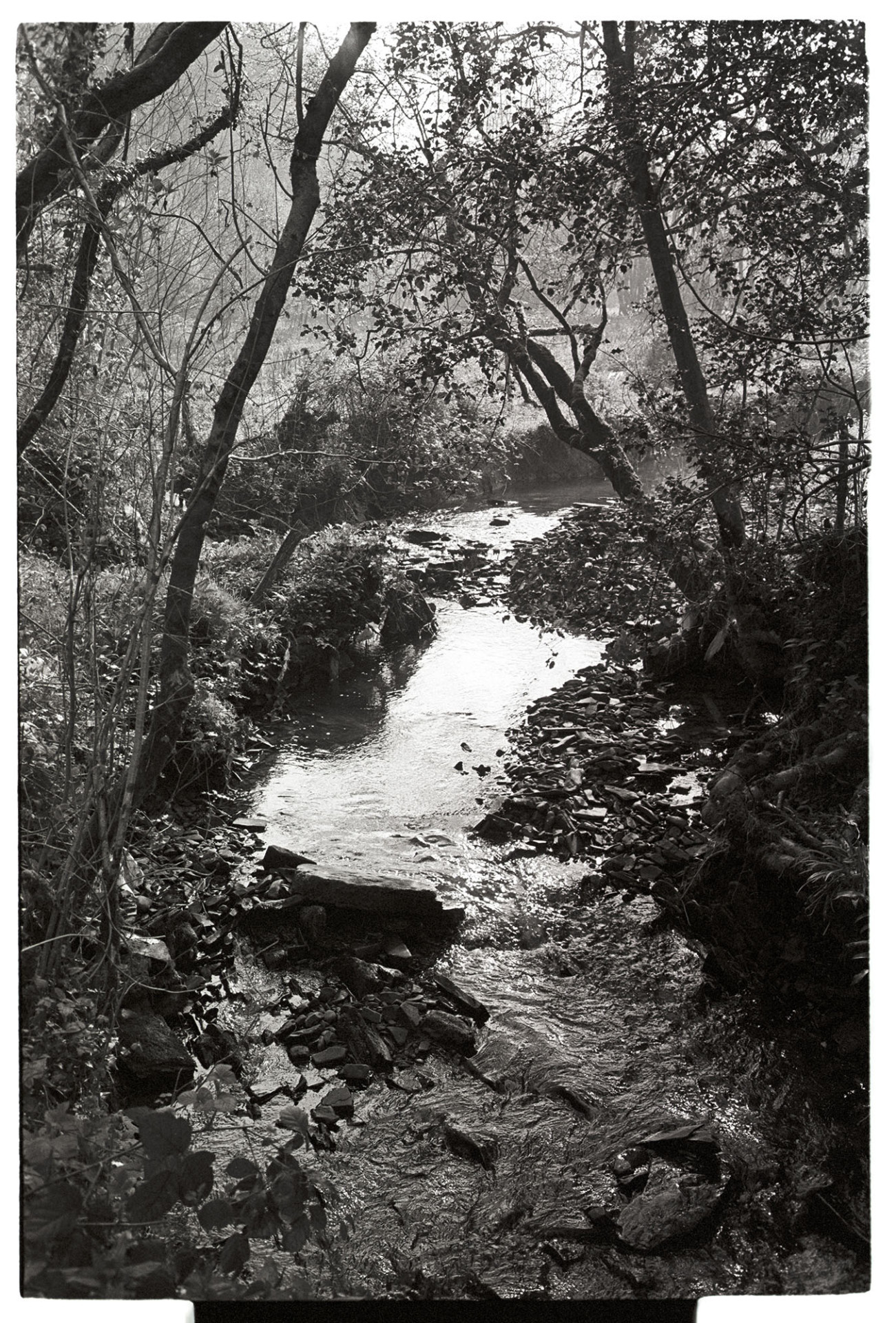 Stream with overhanging trees. 
[A narrow stream flowing over rocks and stones, between overhanging trees at Rushleigh Brook, Budds Mill, Dolton.]