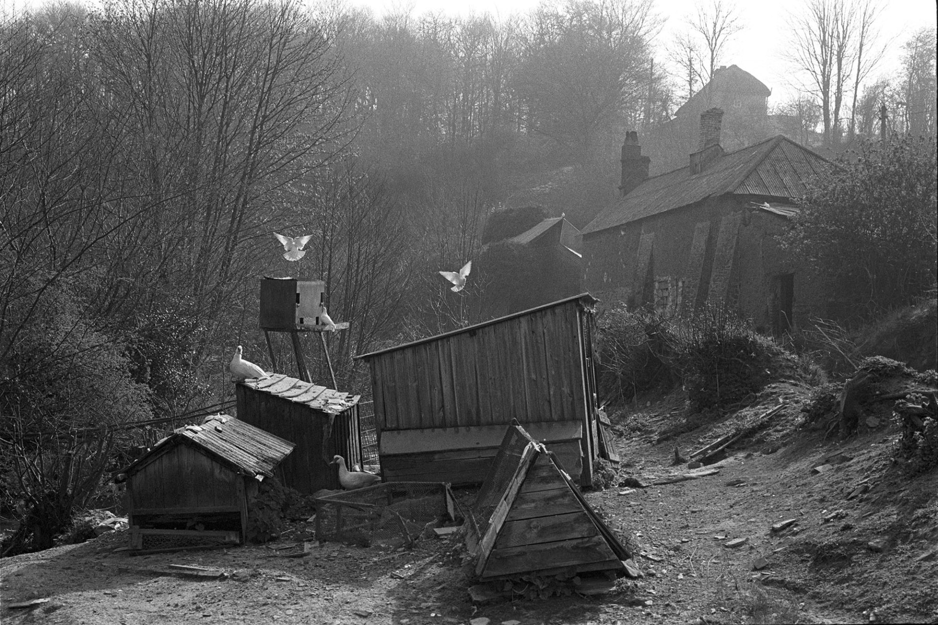 Poultry houses with doves and chickens. 
[Poultry houses of different shapes and sizes, and a dove cot, with ducks and doves at Millhams, Dolton. Trees, small buildings, and a cottage are in the background.]