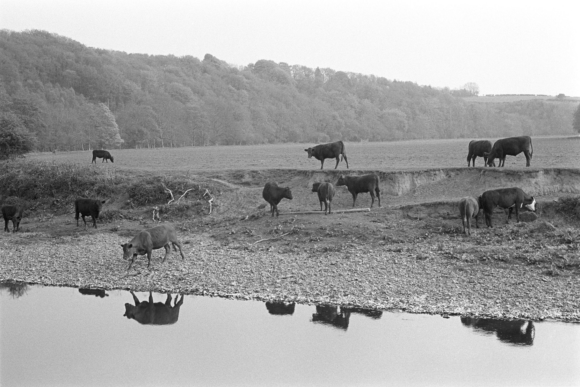 River with reflections, cattle. 
[Cows standing on the riverbank of the River Torridge at Halsdon, Dolton with their reflection in the water and woodland in the background.]