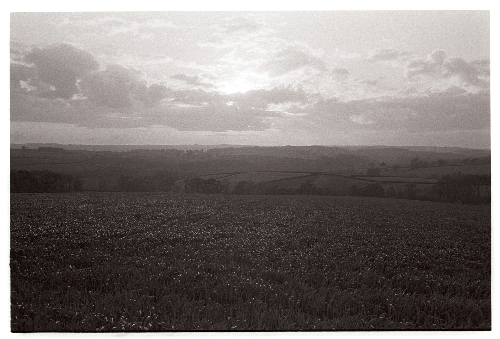 Landscape with tree against light, crop in field. 
[The landscape at Brimblecombe, Dowland, with trees and fields in the background and a crop in the foreground. The sun is behind clouds in the sky above.]