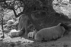 Sheep resting in the heat of May by James Ravilious