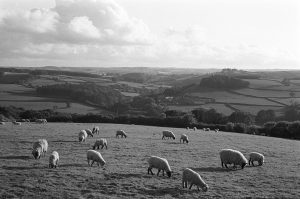 Grazing sheep by James Ravilious