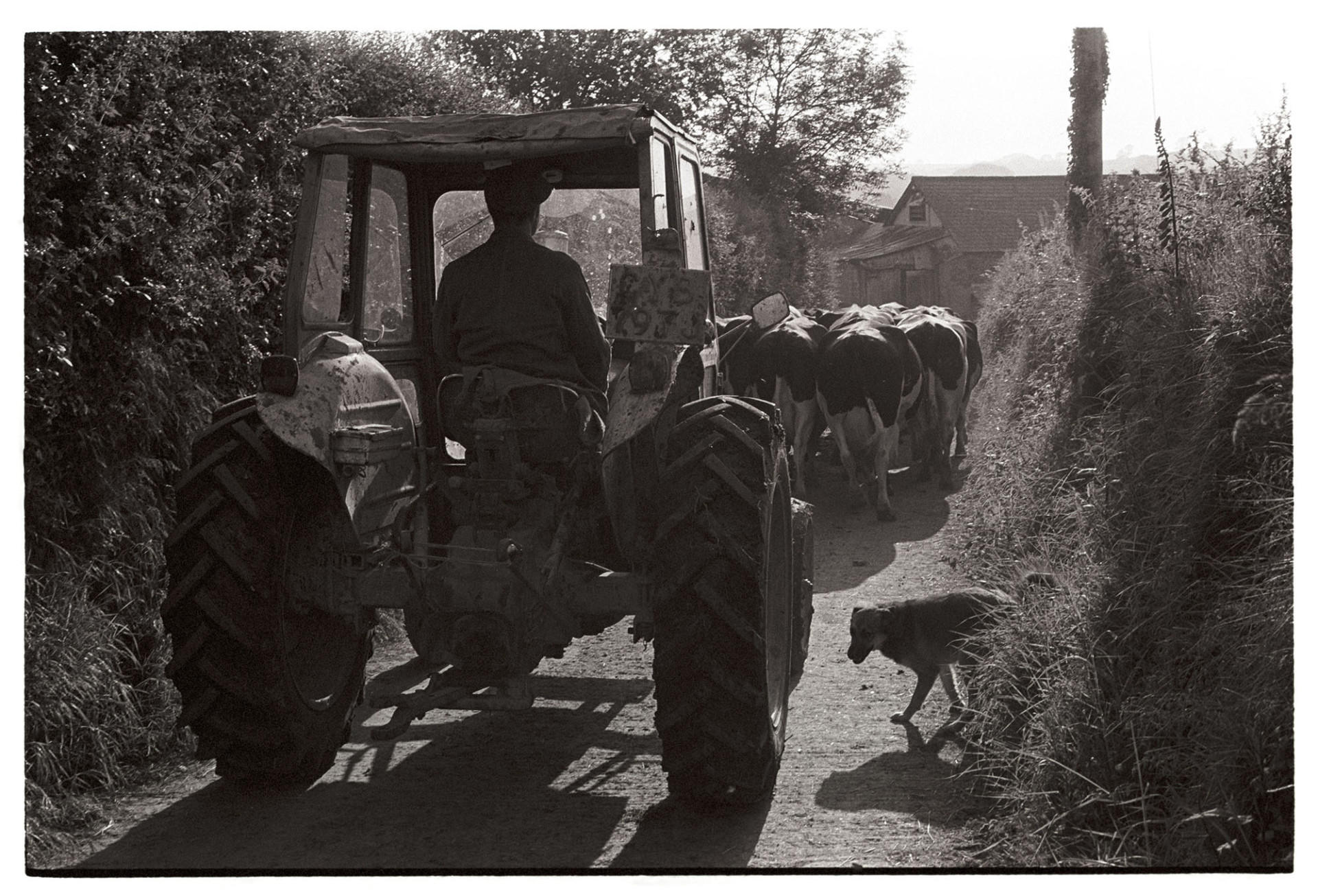 Farmer in tractor driving cows to be milked, dog. 
[Norman Lock driving a tractor and herding cows up a country lane, on their way to be milked, with a dog at Cleave, Dolton.]
