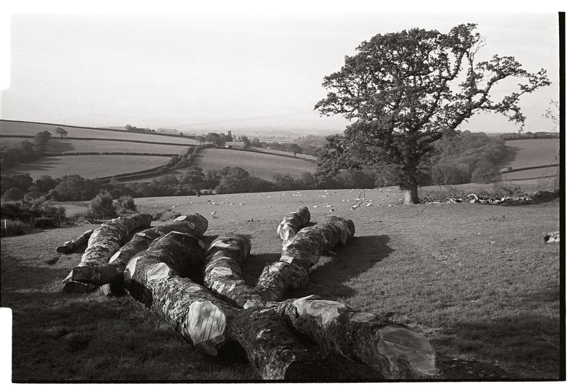 Felled elm trunks in landscape. 
[Felled elm tree trunks lying in a field with trees and sheep at Berry, Iddesleigh. Farmland and fields are in the background.]