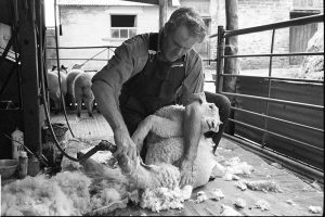 Alf Pugsley shearing by James Ravilious