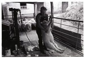 Alf Pugsley holding sheep before shearing by James Ravilious