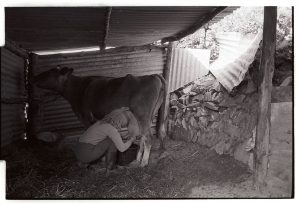 Jo Curzon hand milking a cow by James Ravilious