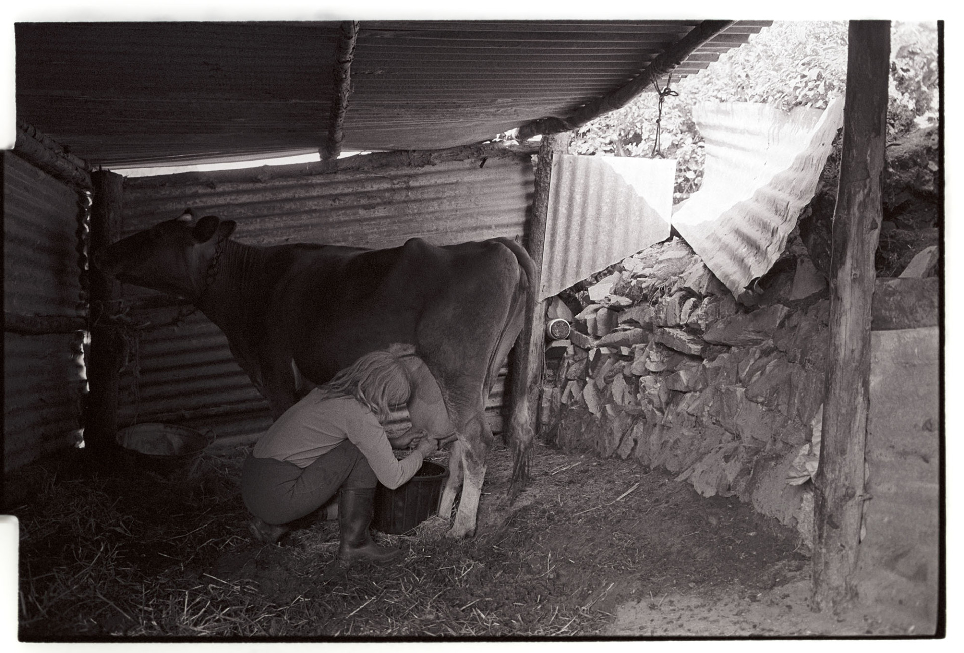 Woman milking cow in shed, by hand. 
[Jo Curzon milking a cow by hand in a small shed made of corrugated iron at Millhams, Dolton.]