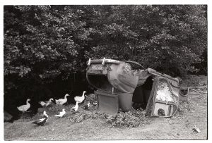 Geese beside upturned wreck of Baby Austin by James Ravilious