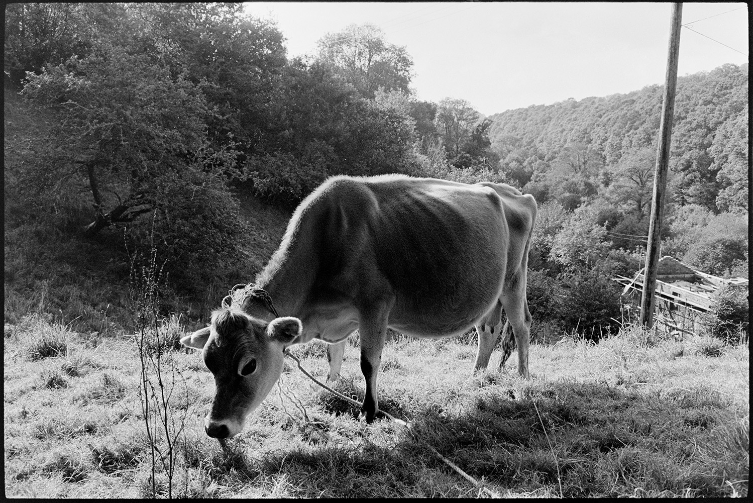 Jersey Cow tethered. 
[A tethered jersey cow grazing in a field at Milhams, Dolton. A roofless buidling with scaffolding and woodland is visible in the background.]