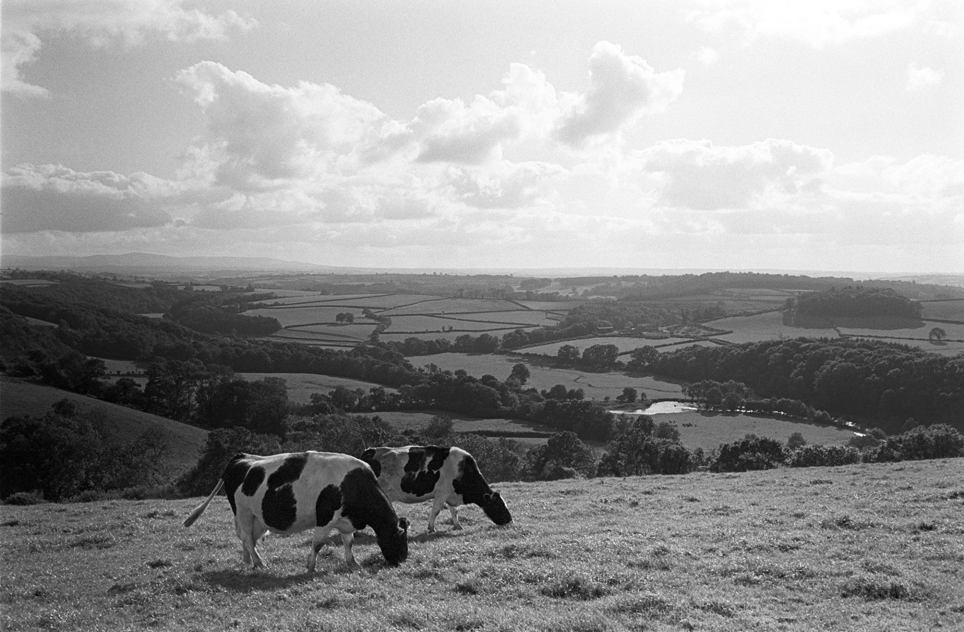 Cows with distant view with river. 
[Two cows grazing in a field in Harepath, Beaford with a view of the River Torridge, woodland, fields and clouds in the background.]