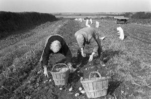 Picking potatoes by James Ravilious