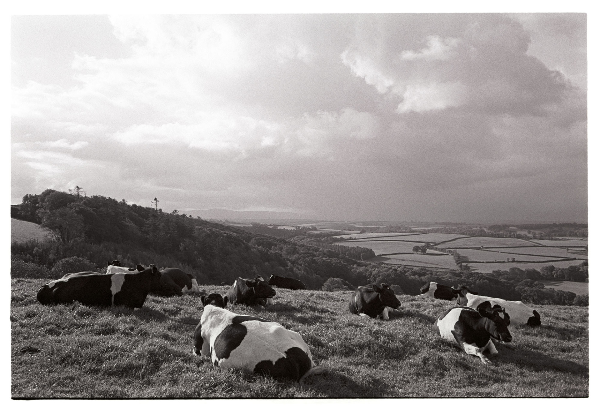 Cows with stormy sky, clouds. 
[Cows lying down in a field on a hill at Harepath, Beaford ,with a view of trees, fields and storm clouds in the distance.]