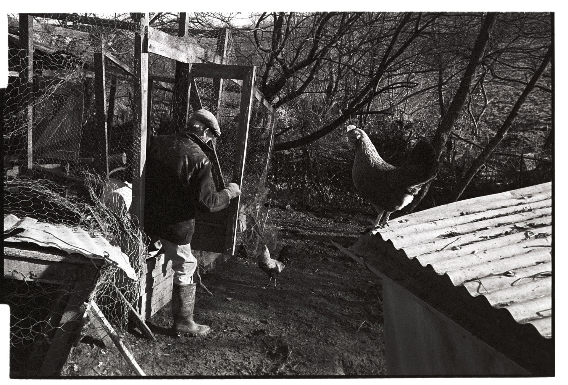 Man feeding his poultry. 
[John Hutchins feeding his chickens in sheds at Dolton. A cockerel is on the ground while a hen is perched on the corrugated iron roof of one of the sheds.]