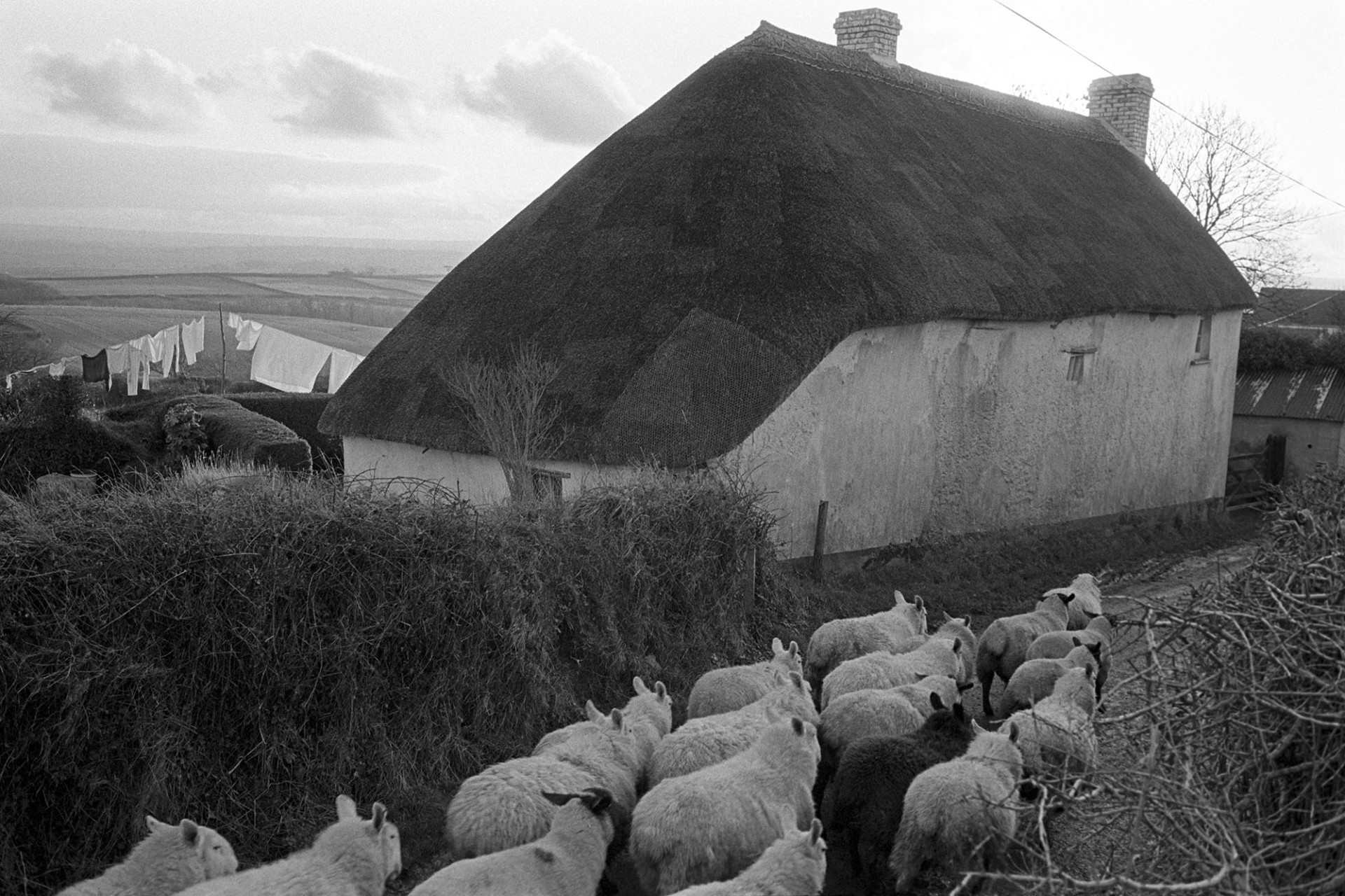 Flock of sheep passing cob and thatch cottage, washing on line in background. 
[A flock of sheep walking along a lane past a cob and thatched cottage in Upcott, Dolton. A washing line with washing out to dry can be seen in the garden behind the cottage.]