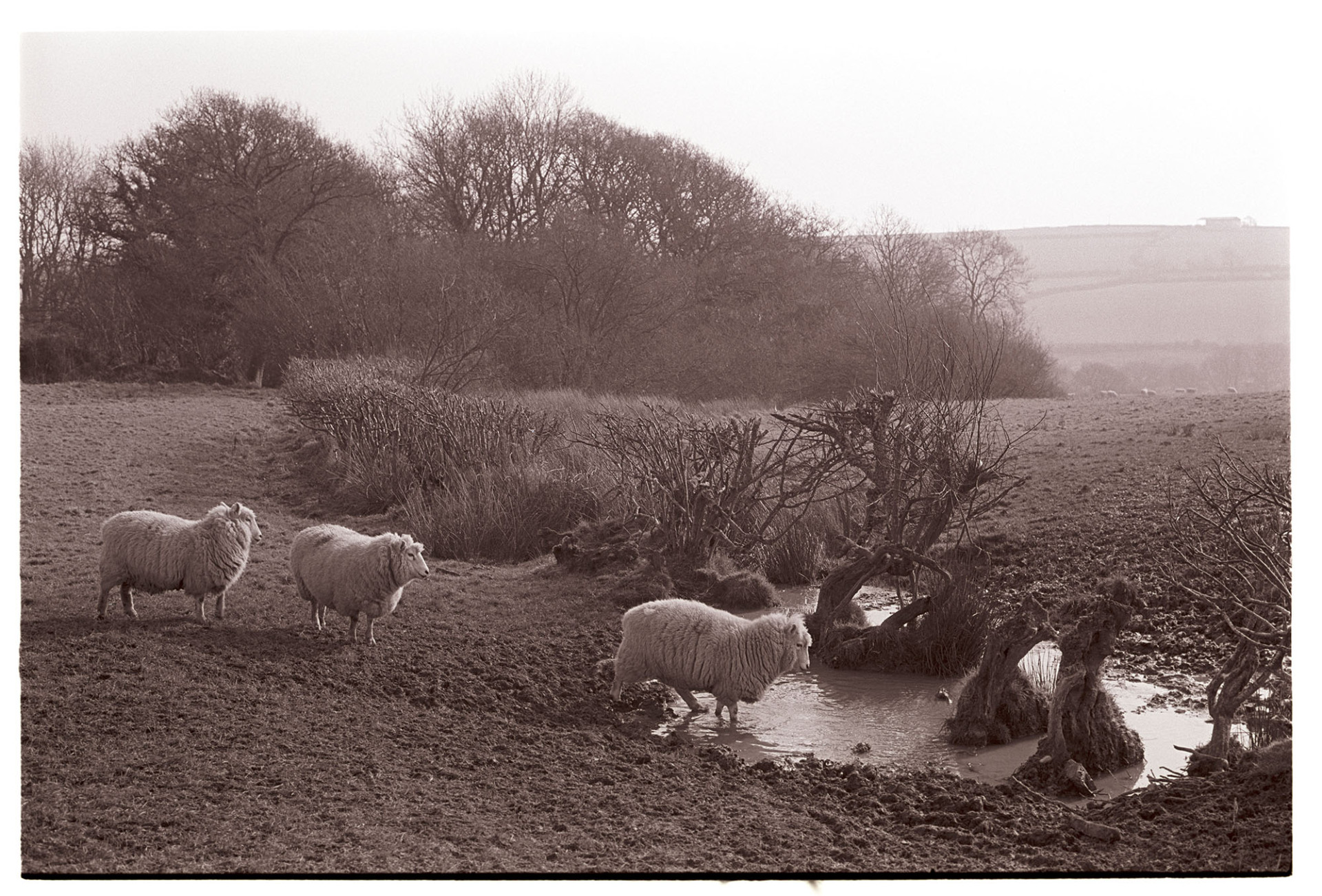 Sheep moving through broken hedge in muddy wet field. 
[Sheep wading through a muddy pool of water by a broken hedge to get to the adjacent field at Pewson, Upcott.]