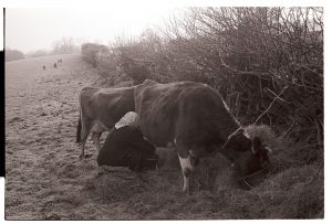 Jo Curzon hand milking a cow by James Ravilious