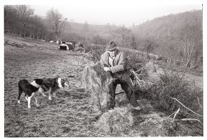Archie Parkhouse putting out hay for sheep by James Ravilious