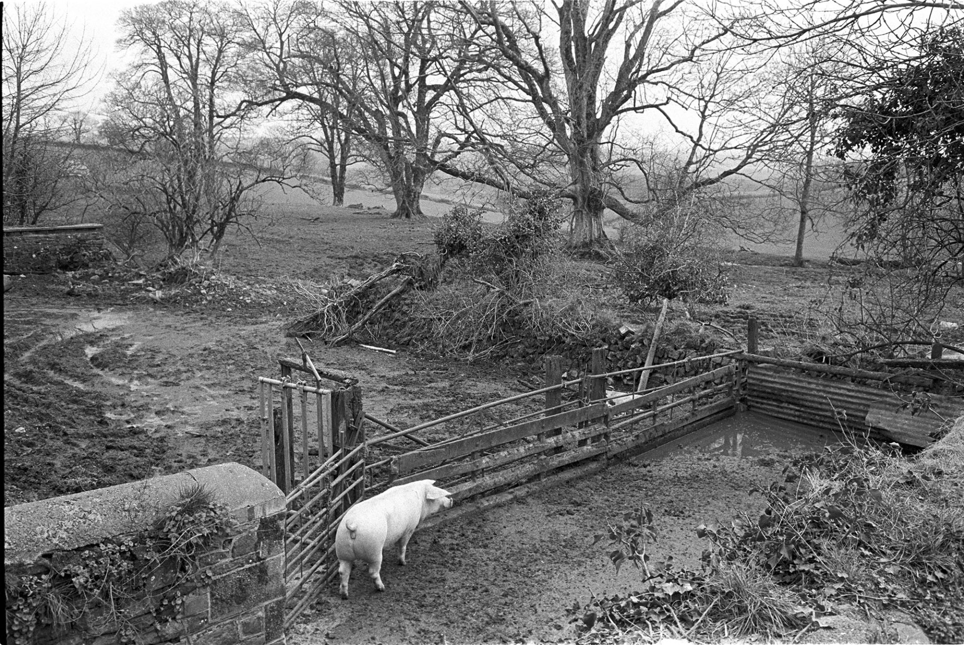 Pigsty and pig in muddy yard and desolate landscape. 
[A pig in a muddy pigsty at Heanton Barton, Merton. A landscape with a muddy field and trees is visible in the background.]