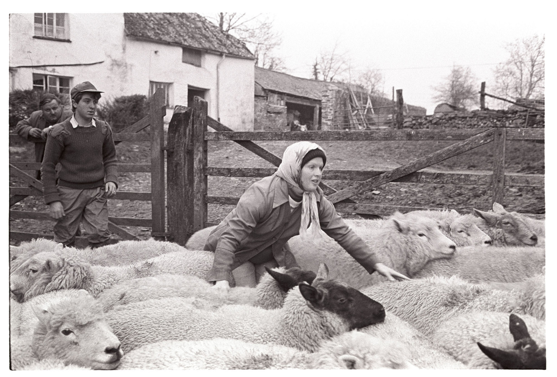 Woman herding sheep in pen. 
[A woman, possibly Mrs Pugsley, herding sheep in a wooden pen at Lower Langham, Dolton. The farmhouse is in the background and two men are watching.]