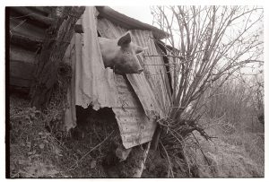 Pig looking out of collapsing corrugated iron pigsty by James Ravilious