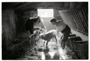 William Parkhouse with cow and calf by James Ravilious