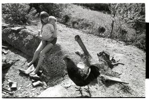 Natalie Webb looking at a cockerel by James Ravilious