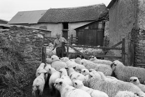 Tom Middleton counting sheep by James Ravilious