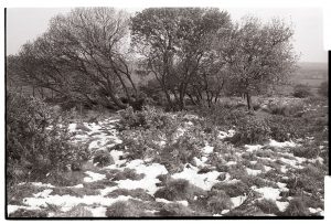 Hatherleigh Moor by James Ravilious