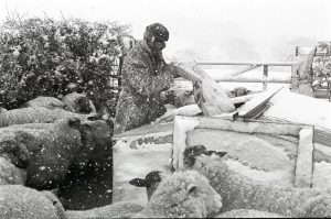 Farmer feeding his sheep by James Ravilious