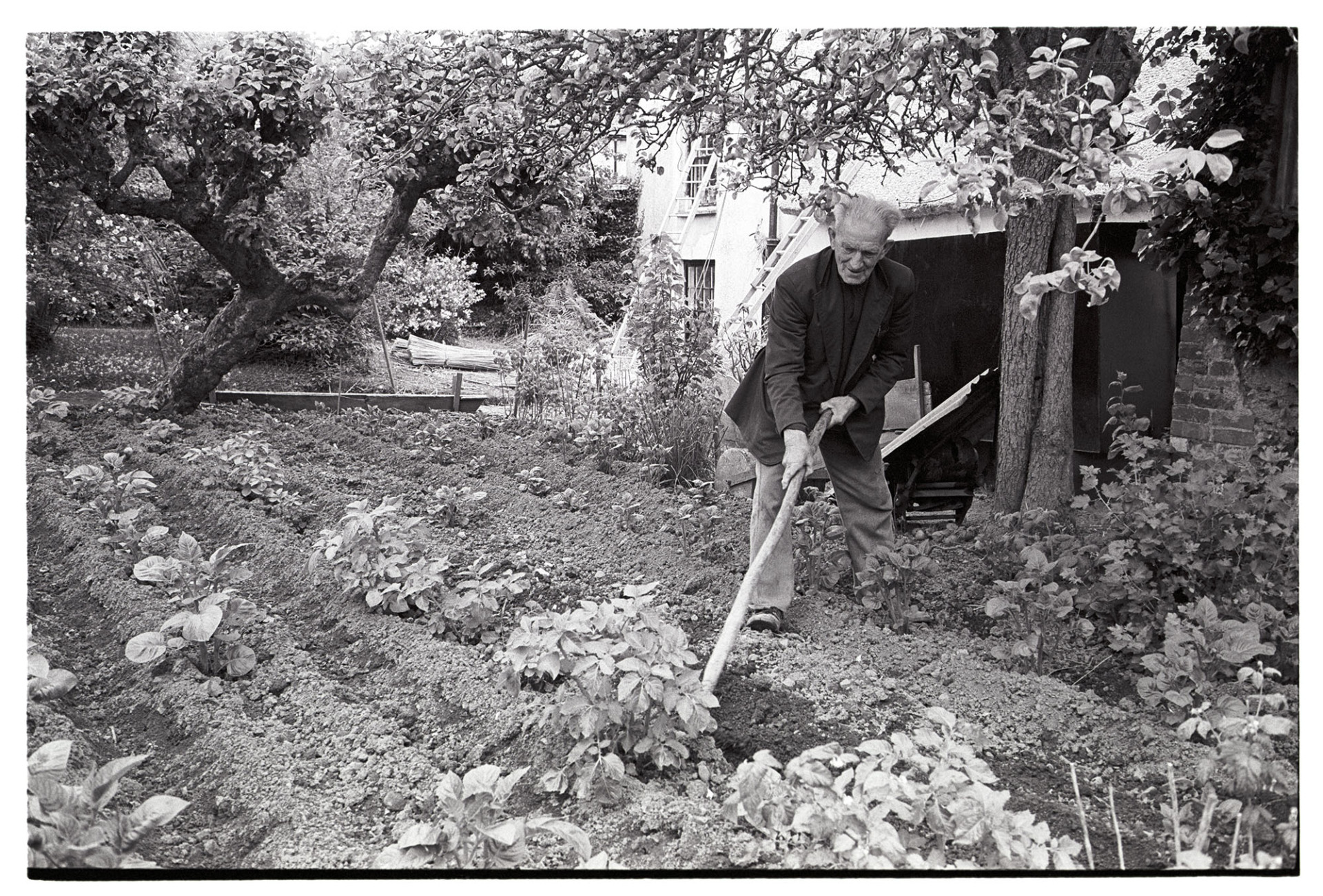 Men hoeing garden potatoes. 
[Jim Hutchins hoeing rows of potatoes in his garden in Dolton. Fruit trees can be seen in the background.]